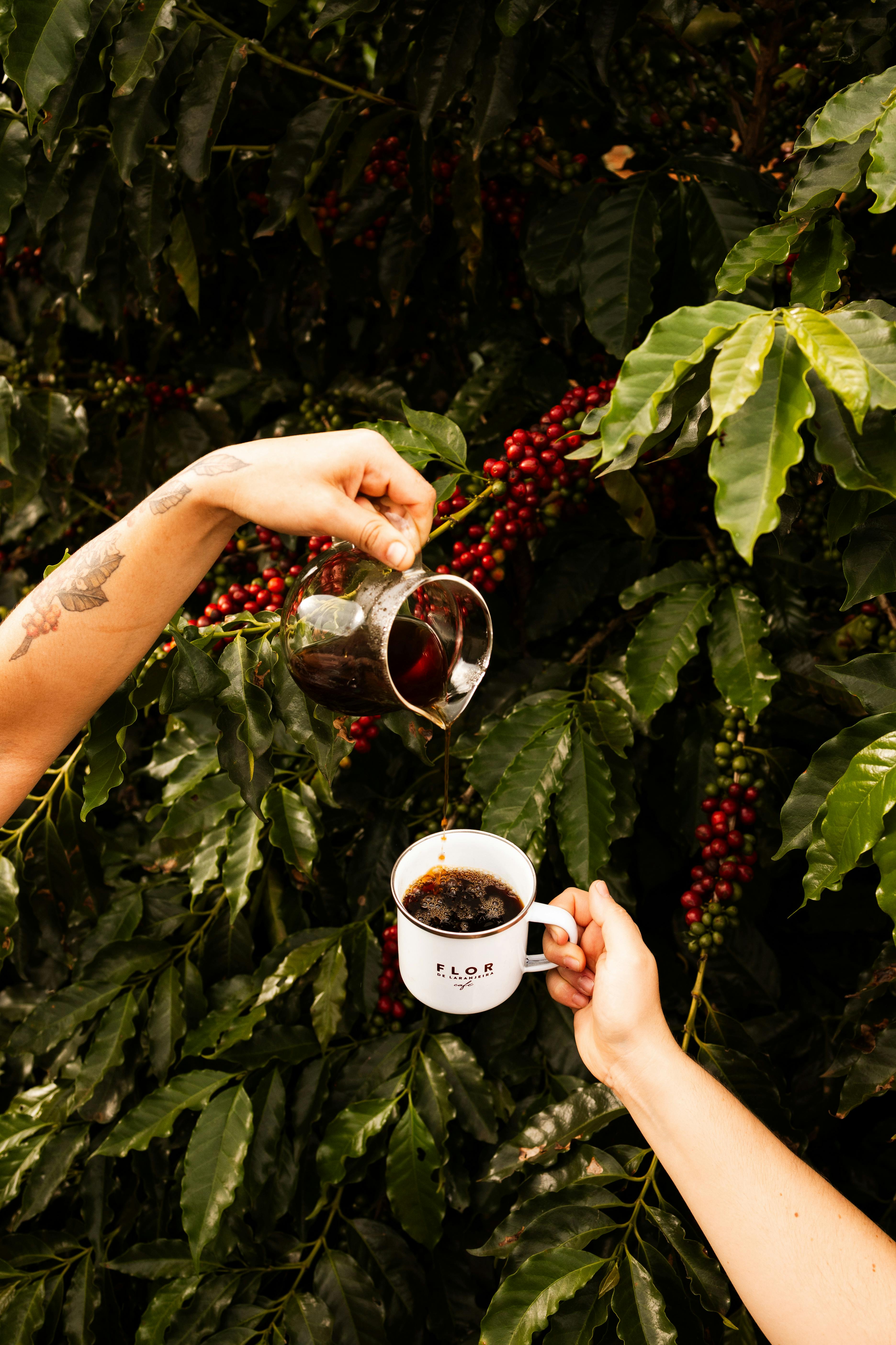 Coffee brewing at plantation - From farm to cup