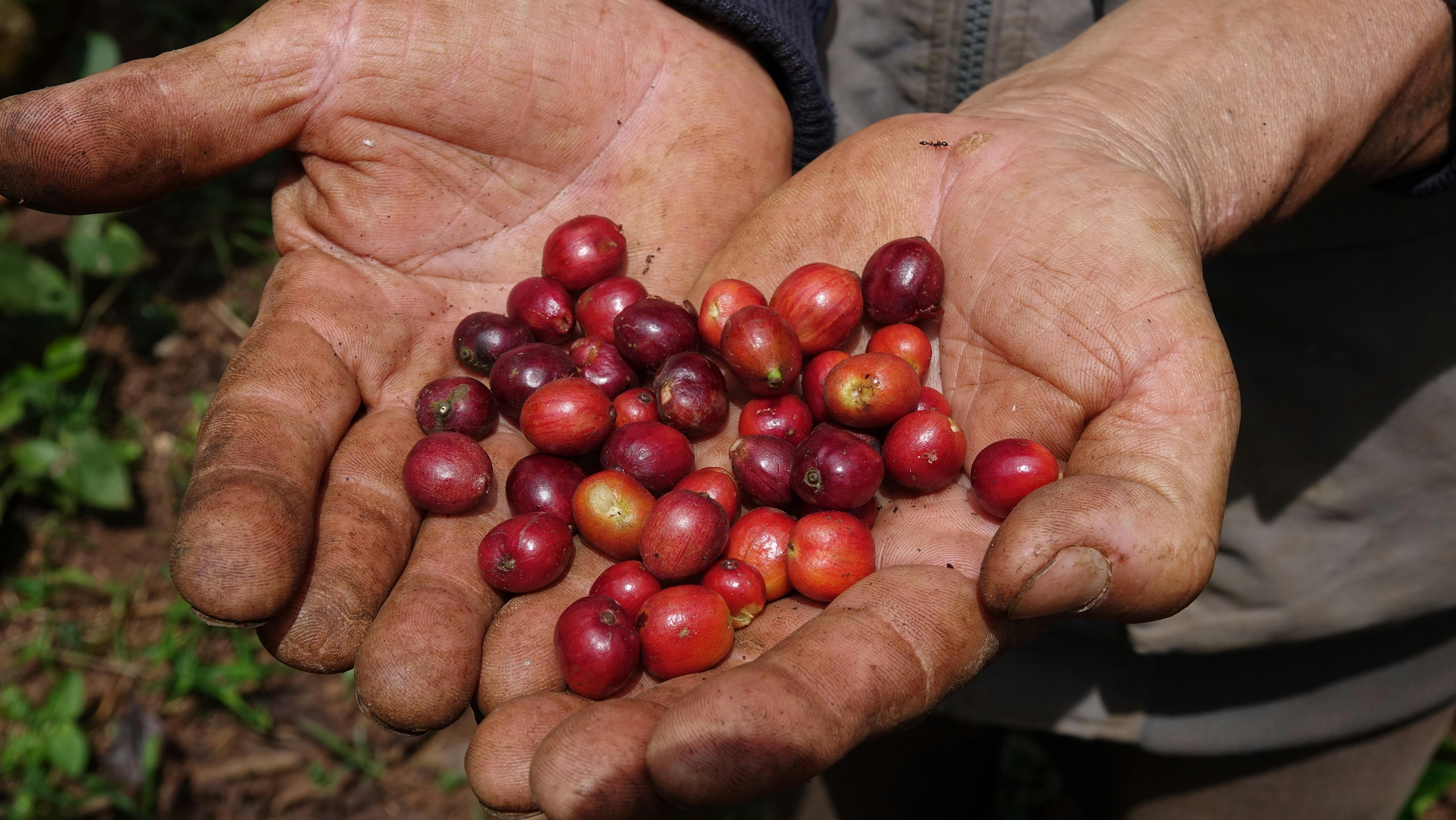 Hand-picked coffee cherries - Premium quality selection